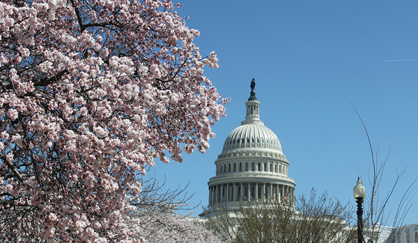 Capitol and cherry blossoms
